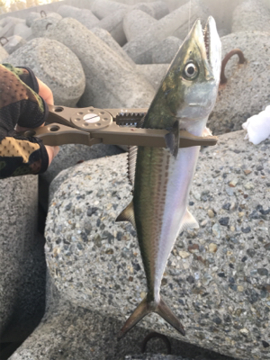 あれはハマチやったぞ…