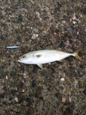 ショアジギング