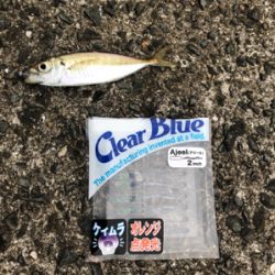 初和歌山、初アジング