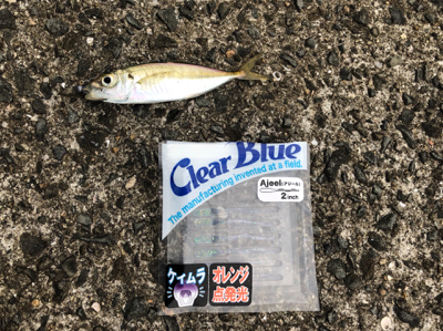 初和歌山、初アジング