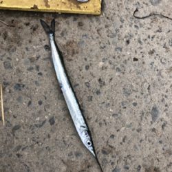 サバラッシュ時々アジ(^^)