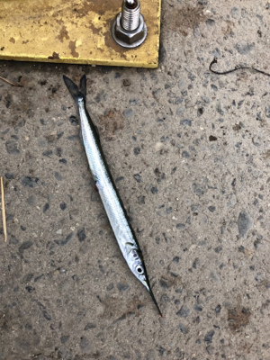 サバラッシュ時々アジ(^^)