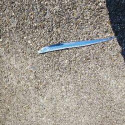 フラットフィッシュ狙いなのに…