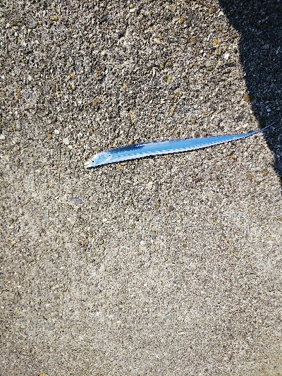 フラットフィッシュ狙いなのに…