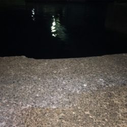 鯵 VS 鯖&太刀魚