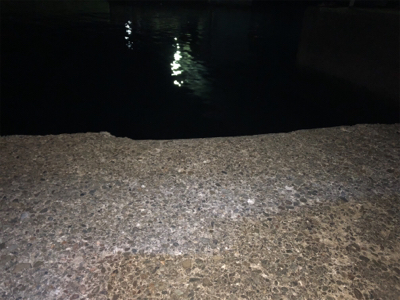 鯵 VS 鯖&太刀魚