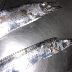 太刀魚が釣れました。