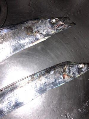 太刀魚が釣れました。