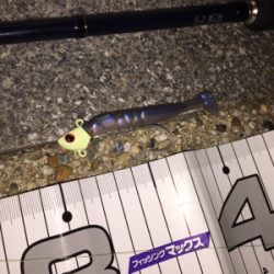 今期初タチウオ