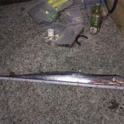 今シーズン初青物！