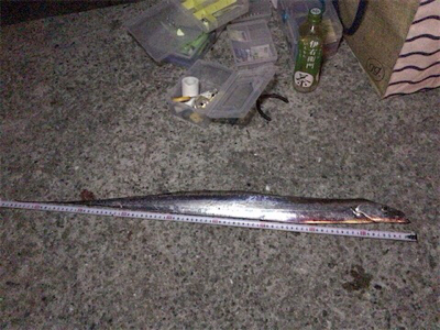 今シーズン初青物！