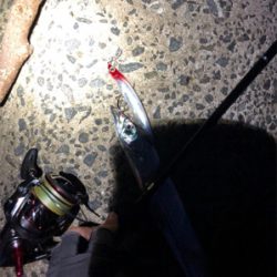 タチウオ確変中!