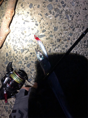 タチウオ確変中!