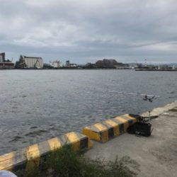 息子とサヨリ釣り