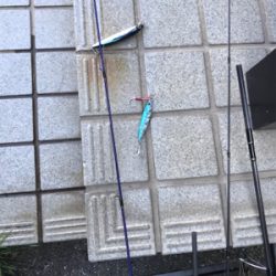 ヒラメ、セイゴ！