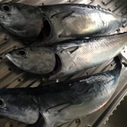 葉山ボードチャレンジ