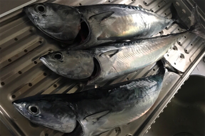 葉山ボードチャレンジ