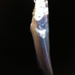 太刀魚のバス持ち