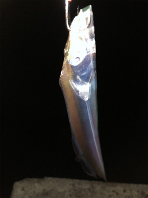 太刀魚のバス持ち