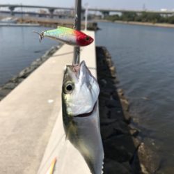 久しぶりのポイント