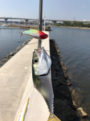 久しぶりのポイント