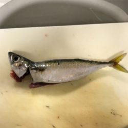 太刀魚ウキ釣り