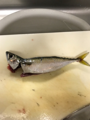 太刀魚ウキ釣り