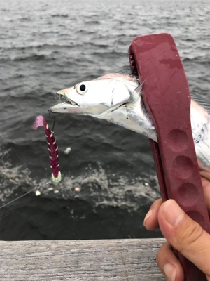 夕まずめ再アタック