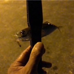 快調アジング♪