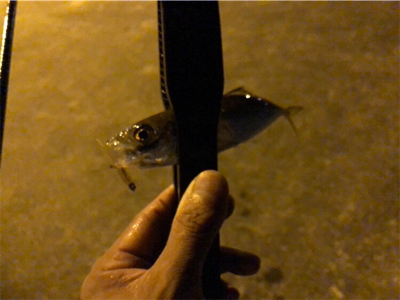 快調アジング♪