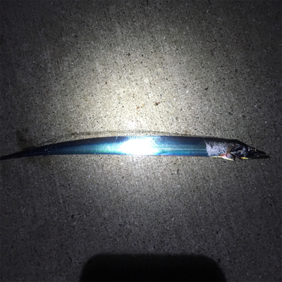 タチウオゲーム泉南好調