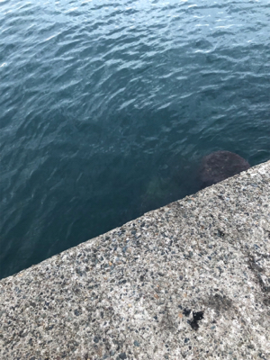 初の地磯エギング