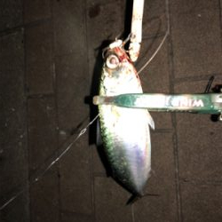 久々のガツーン!