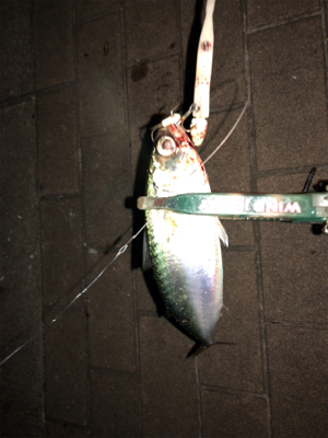 久々のガツーン!