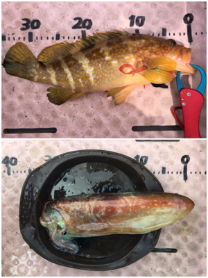 8目釣り！マイボート釣行