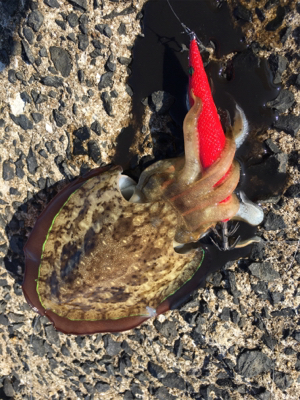 ベイト多数！でも…