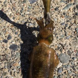 渋過ぎエギング