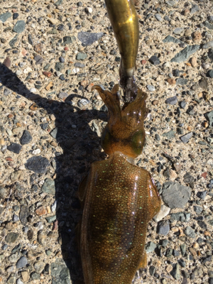 渋過ぎエギング