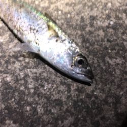 タチウオ＆サバ