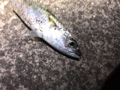 タチウオ＆サバ