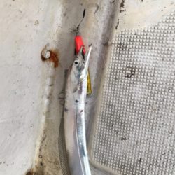 明石 太刀魚 鯛