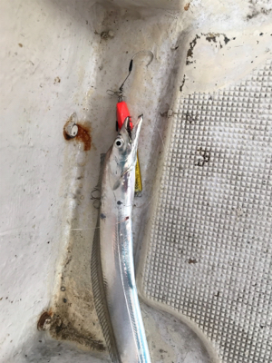 明石 太刀魚 鯛