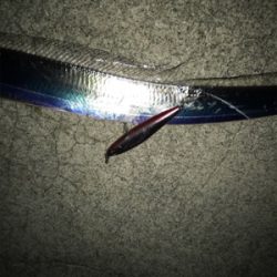 夕まずめ狙い‼︎ 少し大きくなってきた!