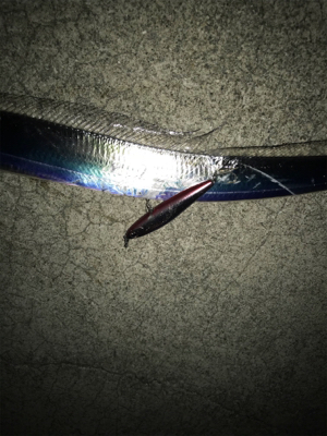 夕まずめ狙い‼︎ 少し大きくなってきた!