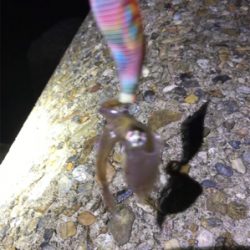 アオリが釣りたい…