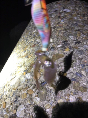 アオリが釣りたい…