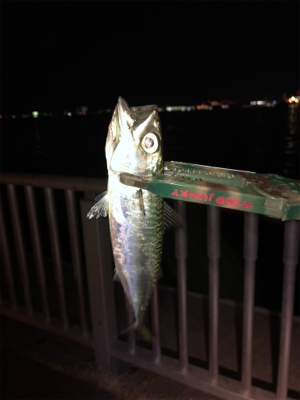 太刀魚シーズンイン?