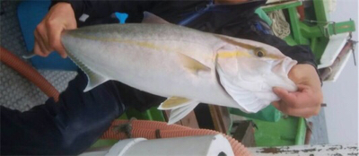 孝洋丸 落とし込み