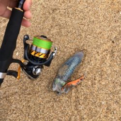 サーフエギング