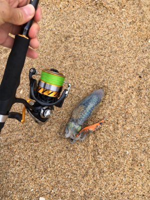 サーフエギング